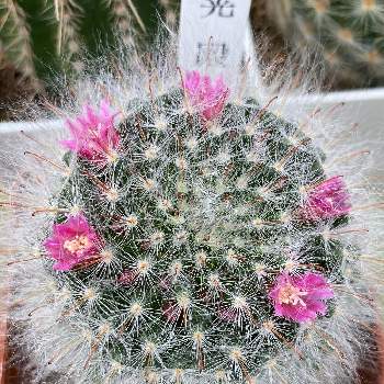 熱帯花木の投稿画像一覧 Greensnap グリーンスナップ