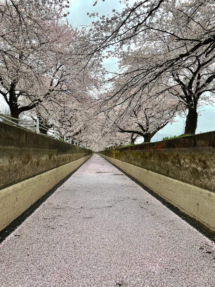 桜散るの投稿画像 By マルトモさん 花筏と桜散ると 花筏 21月4月4日 Greensnap グリーンスナップ Greensnap グリーンスナップ