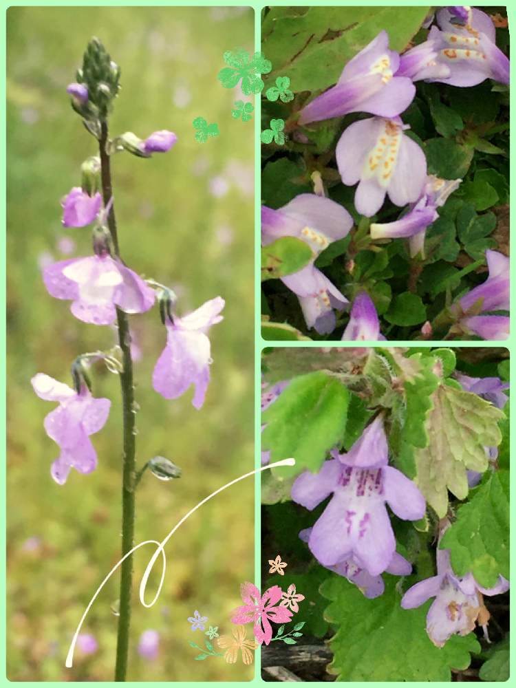 マツバウンラン の投稿画像 By コキアさん ムラサキサギゴケ とカキドオシ とかわいい雑草と散歩道 田んぼや公園 21月4月4日 Greensnap グリーンスナップ