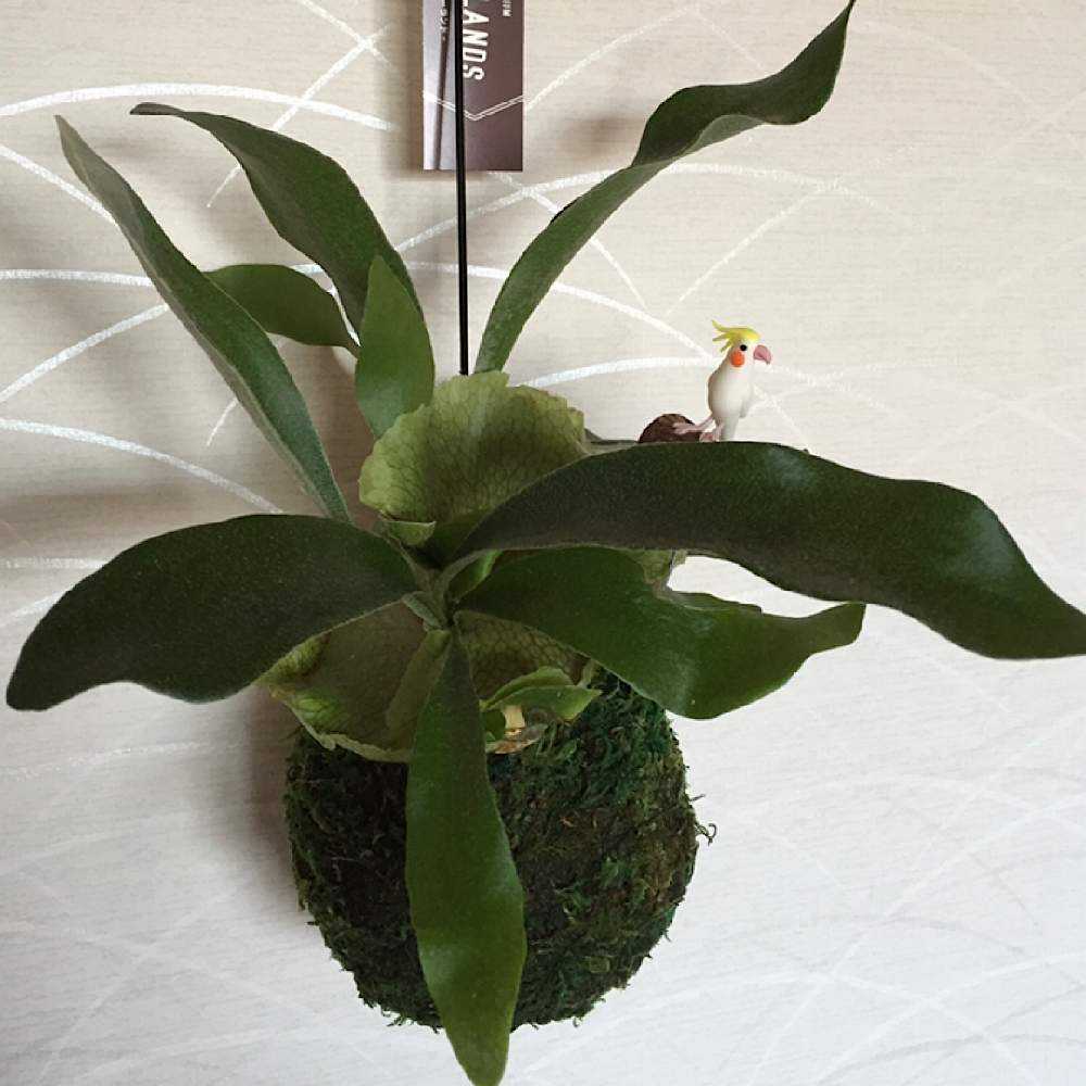 ビカクシダ ネザーランドの成長記録 Greensnap グリーンスナップ