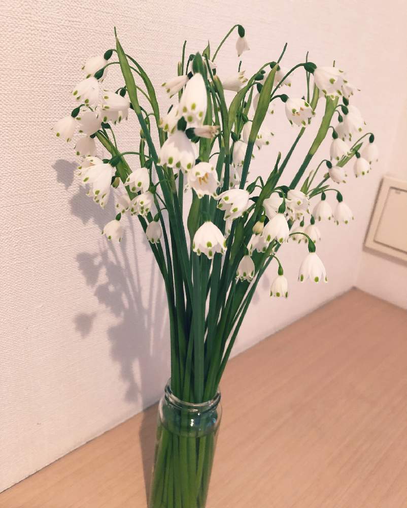 スノーフレークの投稿画像 By クルミさん 部屋と小さな庭の花と水栽培と観葉植物と球根と切り花と小さな庭の花と水栽培と観葉植物と球根と切り花 21 月4月4日 Greensnap グリーンスナップ Greensnap グリーンスナップ