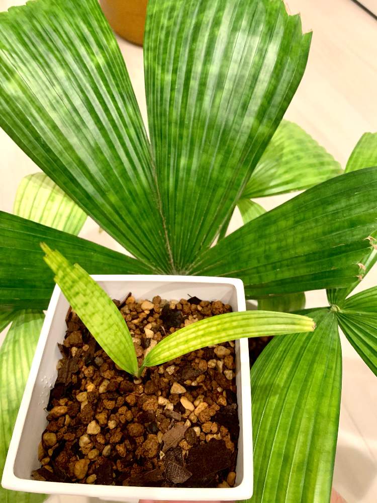 リクアラ マッタネンシス マプーの投稿画像 By Yskspdさん ラノニア ダシアンサと ヤシの木と観葉植物と南国と南国植物とトロピカルと鉢植え とヤシと熱帯植物 21月4月4日 Greensnap グリーンスナップ