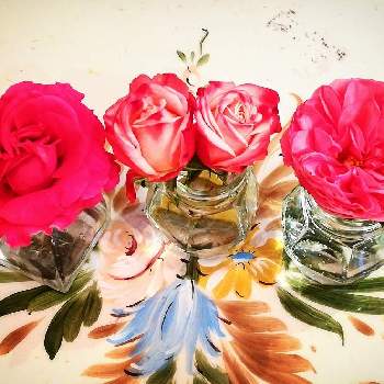 薔薇 ノスタルジーの投稿画像一覧 Greensnap グリーンスナップ