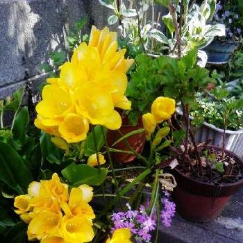 フリージャー の投稿画像一覧 Greensnap グリーンスナップ