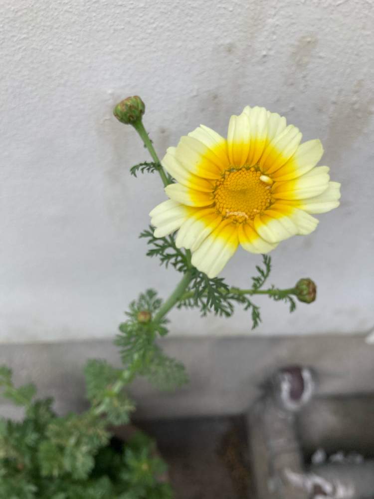 春菊の花 Greensnap グリーンスナップ