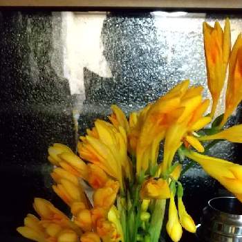 フリージャーの投稿画像一覧 Greensnap グリーンスナップ