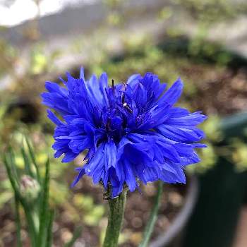 コーンフラワーの投稿画像一覧 Greensnap グリーンスナップ