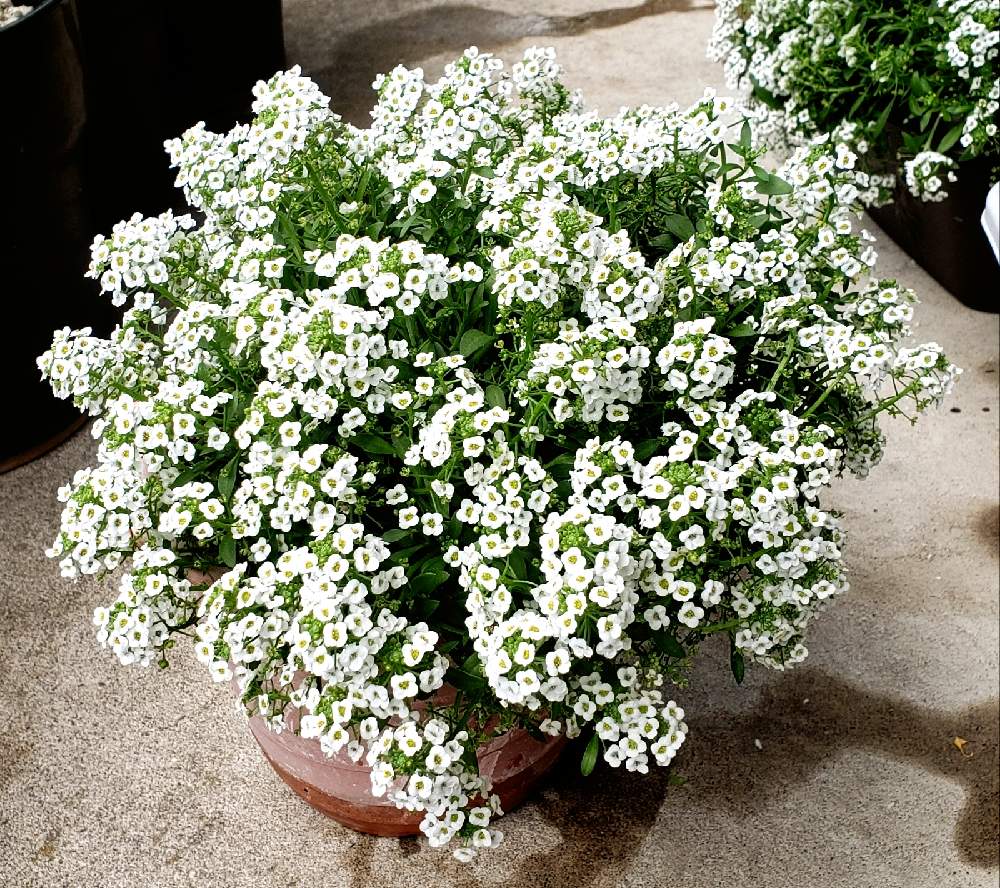アリッサムの投稿画像 By アヤビーさん 寄せ植えと植物と今日のお花と鉢花ときれいな色と鉢植えと小さい花と花のある暮らしとお花と白い花と アリッサム 21月4月4日 Greensnap グリーンスナップ アリッサムの投稿画像 By アヤビーさん 寄せ植えと植物と今日のお花と鉢花ときれいな色と鉢植えと小さい花と花のある暮らしとお花と白い花と アリッサム 21月4月4日 Greensnap グリーンスナップ
