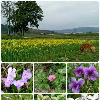 春の野草の画像 by 春ちゃんさん | お出かけ先と紫色と野草と春の訪れとわんこ散歩♪と白色と可愛いと小さいと春の野草