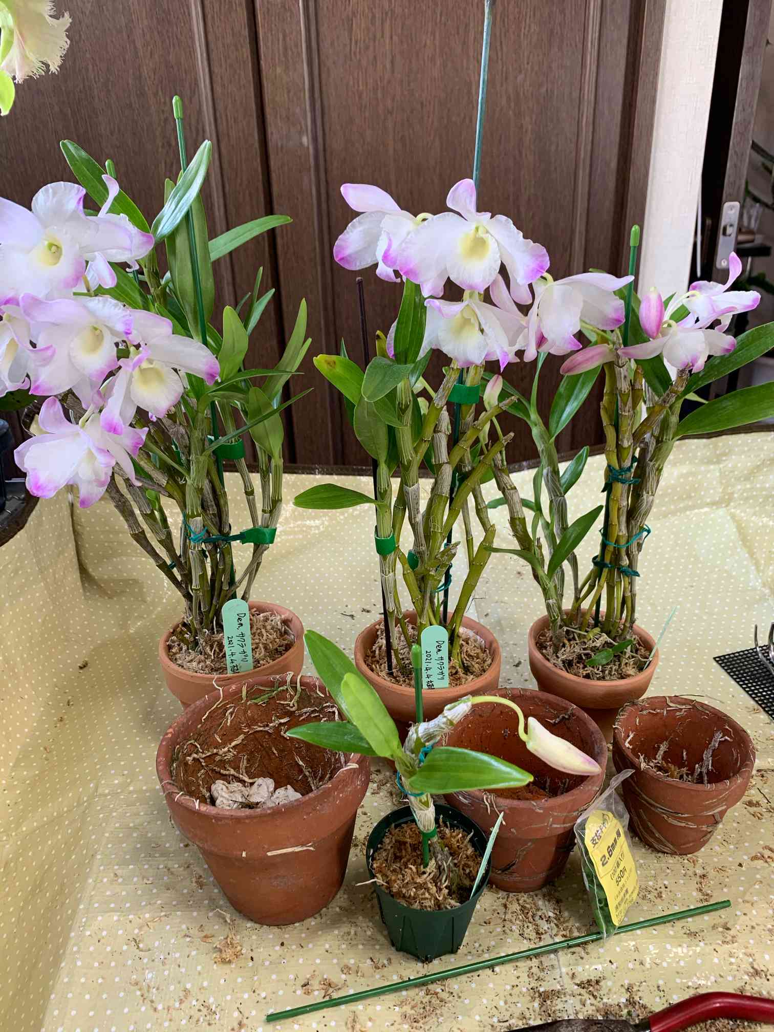 デンドロビウム ノビル系育て方ー4 植え替え｜🍀GreenSnap（グリーン