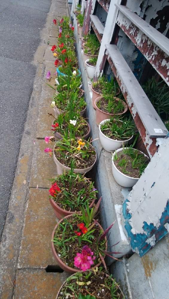 フリージアの投稿画像 By びーちゃん さん 寄せ鉢と素敵なお庭 21月4月4日 Greensnap グリーンスナップ