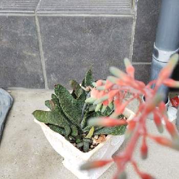 変わった植物の投稿画像一覧 Greensnap グリーンスナップ