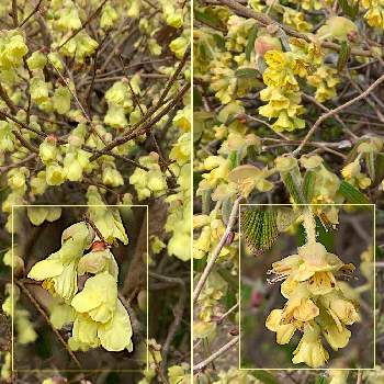 トサミズキ 土佐水木 の投稿画像一覧 Greensnap グリーンスナップ