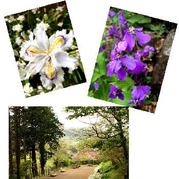 可愛い形の画像 by totochiさん | お出かけ先と白いお花と山歩きと可愛い形とお散歩と紫の花と素敵