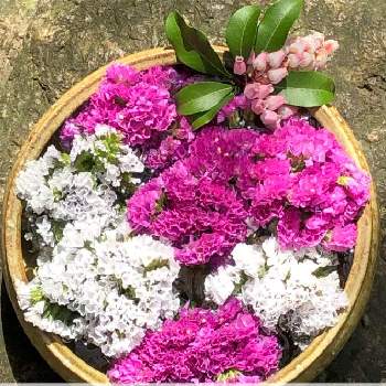21年春の花手水 鎌倉 の投稿画像一覧 Greensnap グリーンスナップ