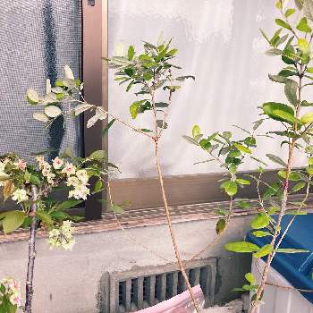 春一番の画像 by 仁美さん | 広い庭とフェイジョアと御衣黄桜（ギョイコウザクラ）と御衣と春一番と御衣黄 桜とお買い物とフェイジョア アポロと家の庭とかわいいとお庭づくりとさくら