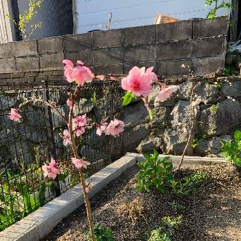 源平枝垂れ花桃の投稿画像一覧 Greensnap グリーンスナップ