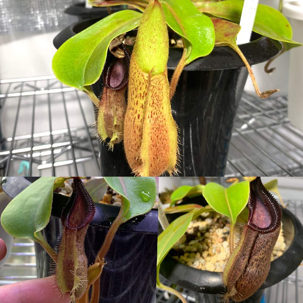 Nepenthes villosa x hamata ウツボカズラ 食虫植物 - 観葉植物