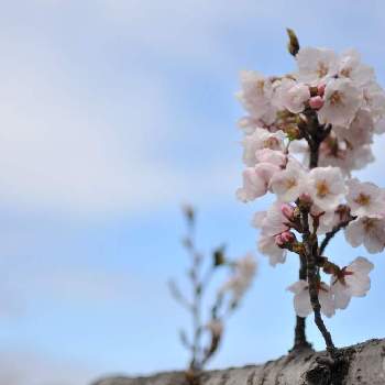 初春の花の投稿画像一覧 Greensnap グリーンスナップ