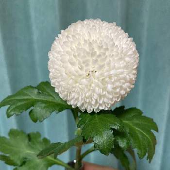 ピンポンマム ポンポン菊 の投稿画像一覧 Greensnap グリーンスナップ