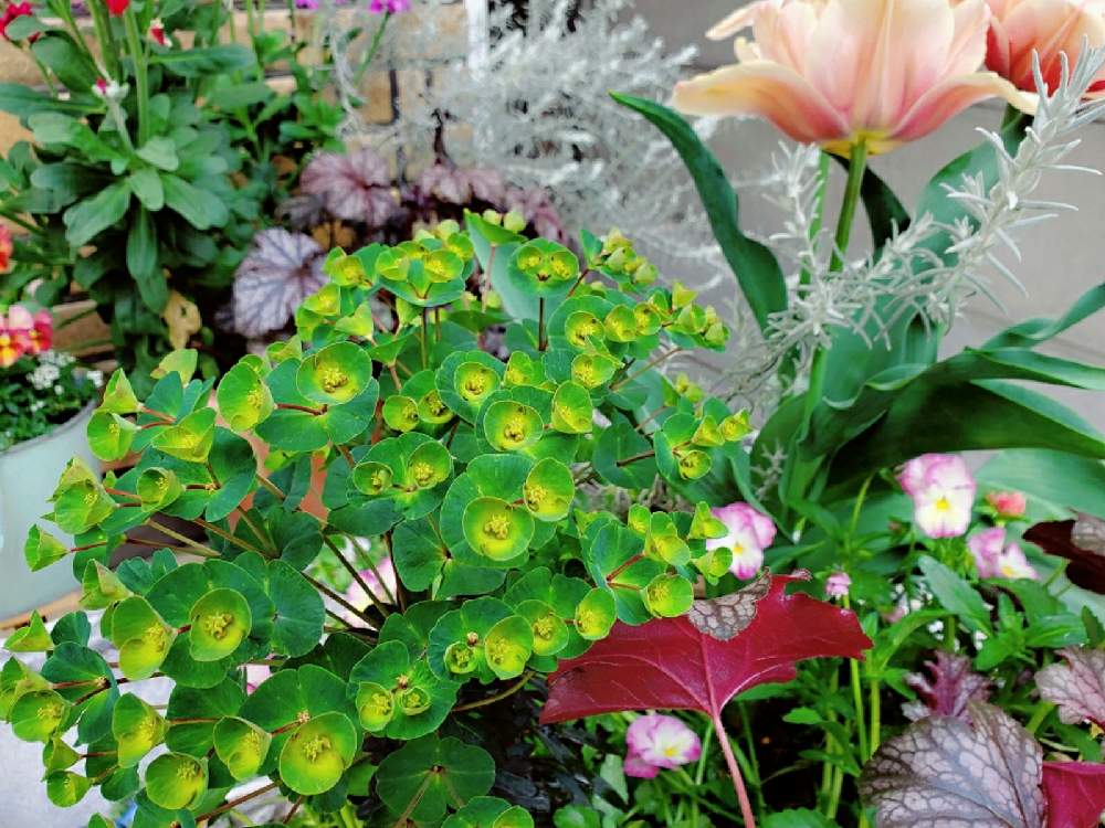 ユーフォルビア ブラックバードの投稿画像 By Miri ﾟさん いつもありがとう と咲いてくれてありがとう と寄せ植えとおうち園芸と植中毒と宿根草大好きと花のある暮らし 21月4月5日 Greensnap グリーンスナップ