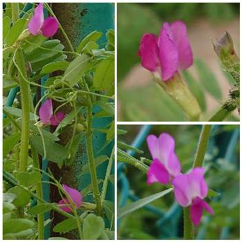 エンドウマメ豆の花の投稿画像一覧 Greensnap グリーンスナップ