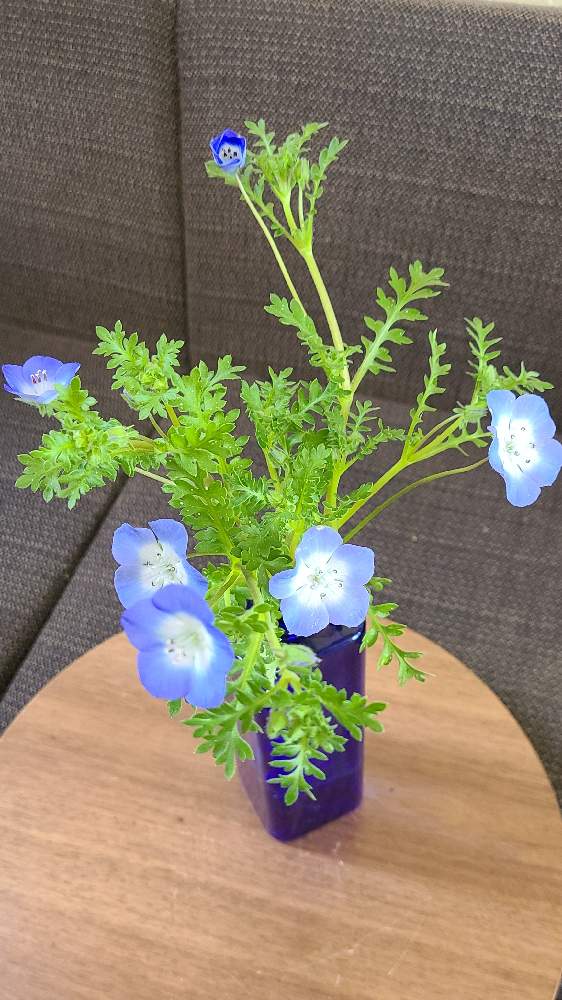 ネモフィラ インシグニスブルーの投稿画像 By りょうたんさんさん 生協の種と 1558とおうち園芸と種まきからの幸せと苗からと花のある暮らしとお花は癒し 21月4月5日 Greensnap グリーンスナップ