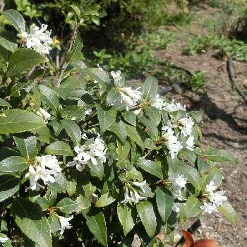 中国原産の投稿画像一覧 Greensnap グリーンスナップ