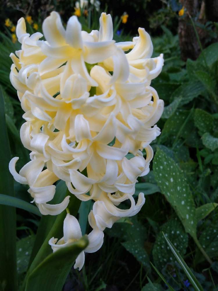 Hyacinthus Orientalis City Of Haarlem の投稿画像 By Lunaさん 秋植え球根 21 フォトコンテストとクリーム色とオランダとヒヤシンス の花と自然派と近所とガーデニングと季節感と春色と花のある暮らしと白い花と道端とお散歩と加工なしと球根植物とヨーロッパ原産