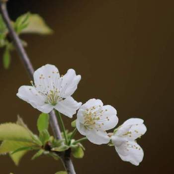 さくらんぼの花の投稿画像一覧 Greensnap グリーンスナップ