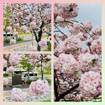 東京湾岸の画像 by スプーンおばさんさん | お出かけ先と普賢象桜と出会いと別れの花と春爛漫と桜の仲間と可愛い❤と可愛い花と百花繚乱と疫病退散とまんまる桜と薄紅の花と東京湾岸と可愛いと花のある暮らしと青い空とウォーキング途中にと鮮やかなピンクの花と『2021桜』フォトコンテスト