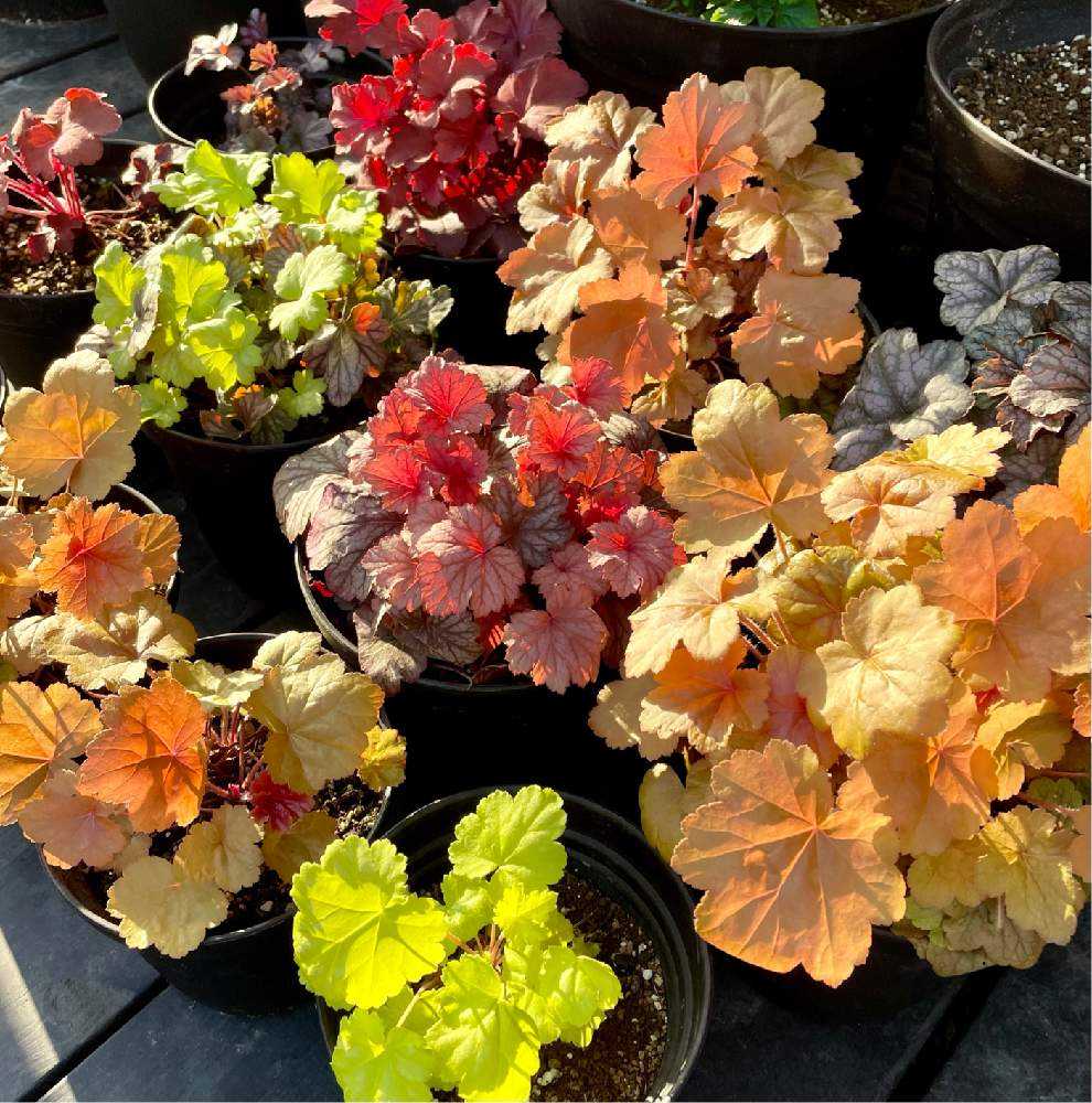 ヒューケラの投稿画像 By Jayhawkerさん ヒューケラドルチェと花が咲く笑顔咲く Pwフォトコン21 キュン した瞬間部門 とpwとガーデリンクとpwプルーブンウィナーズとpwうえましたとproven Winners 21月4月5日 Greensnap グリーンスナップ