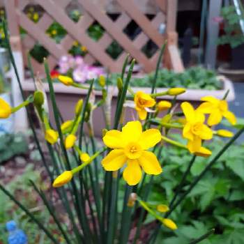 糸水仙。の画像 by マルナムさん | 小さな庭と糸水仙。と小花会とお花大好きと癒されますと幸せの黄色いお花とGSの皆さんに感謝❣️