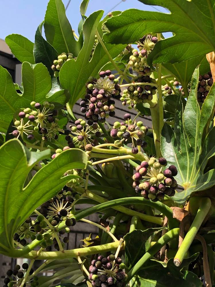 ヤツデの実の投稿画像 By すみさん 21月4月5日 Greensnap グリーンスナップ