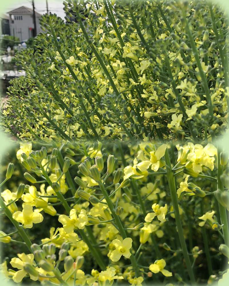 ブロッコリーの花の投稿画像 By みさちゃんさん 家庭菜園 21月4月5日 Greensnap グリーンスナップ