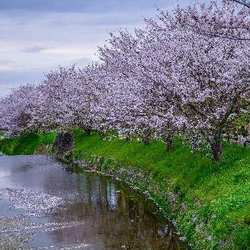 ソメイヨシノ・桜の画像 by ひろさんさん | お出かけ先とソメイヨシノ・桜と万葉の森公園と『2021桜』フォトコンテストと飛鳥川
