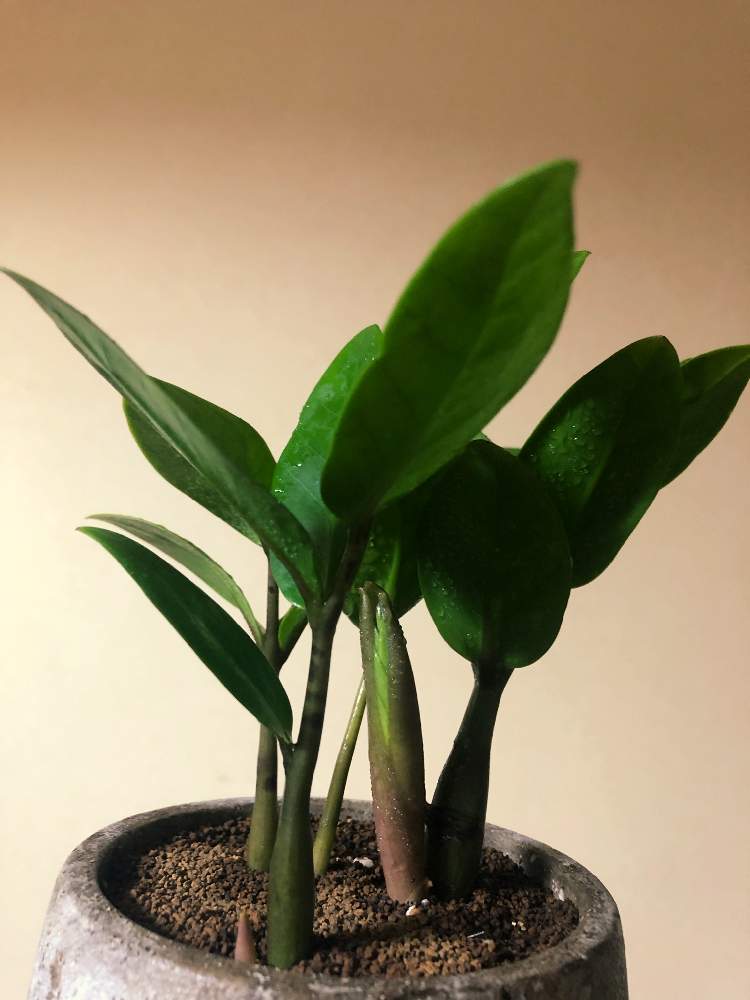 ザミオクルカス ザミーフォリアの投稿画像 By Alexさん ザミオ クルカスと観葉植物とグリーンのある暮らしとベランダガーデニングとおうち園芸と観葉植物のある暮らしと草花大好きとインテリアグリーンとサトイモ 科 21月4月5日 Greensnap グリーンスナップ