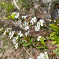 ユキヤナギ,花壇,ガーデニング,庭木,山野草の画像