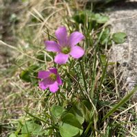 オキザリス,カタバミ,ムラサキカタバミ,花壇,ガーデニングの画像