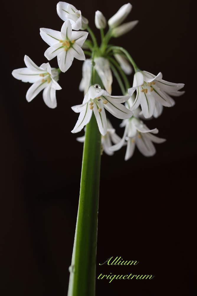 アリウム トリケトラムの投稿画像 By Momoさん アリウムと 秋植え球根21 フォトコンテストとアリウム トリケトラム Allium Triquetrum L といつもありがとう としぞーか勢と美しいと綺麗と素敵な出会いに感謝とネギ属とアリウム と毎日楽しく 21月4月5日