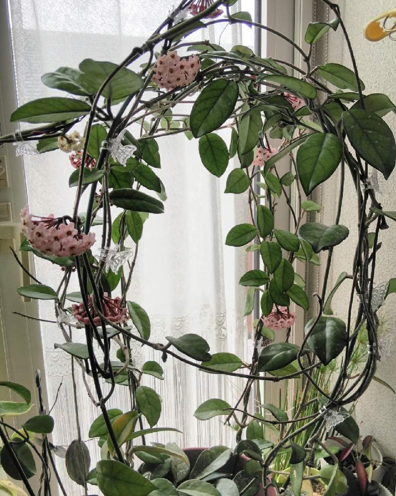 ホヤ カルノーサの投稿画像 By 蘭菊 さん 蘭菊 のホヤとホヤの花とgs映えとおうち園芸と植中毒とホヤと北海道からとホヤ属とホヤはいいぞ とホヤ カルノーサと花のある暮らし 21月4月5日 Greensnap グリーンスナップ