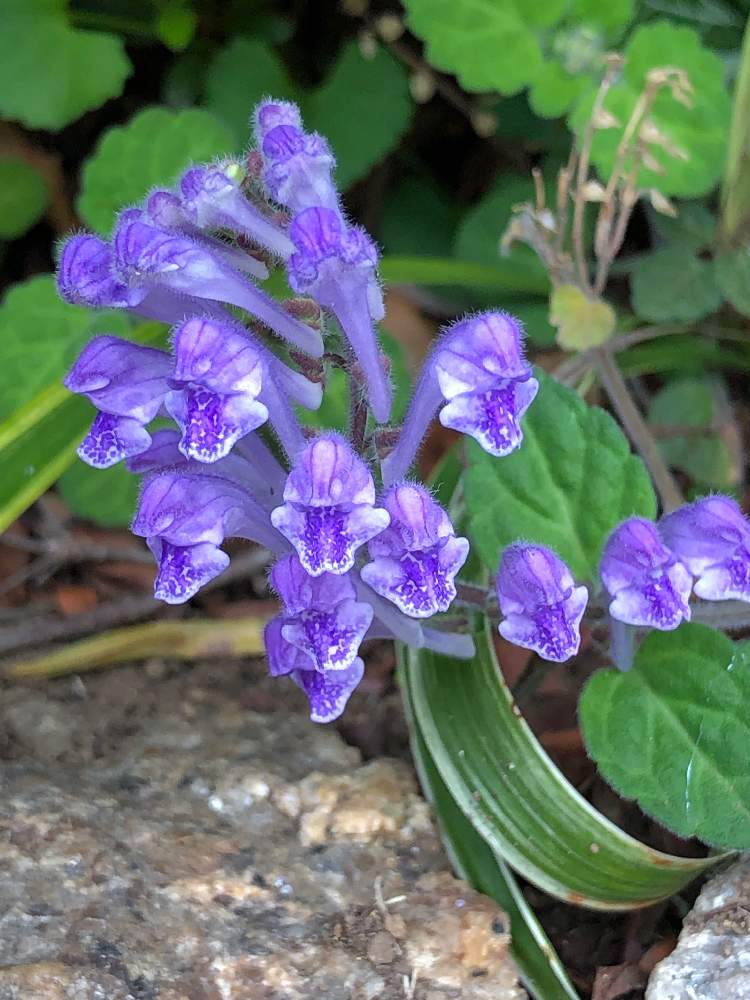 タツナミソウの投稿画像 By ケントさん 他所様のお花と野草と山野草と紫色の花と散歩と他所様のお花と野草と山野草と紫色の花と散歩 21月4月5日 Greensnap グリーンスナップ Greensnap グリーンスナップ