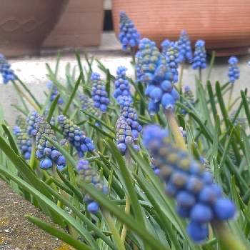 青チーム✨の画像 by *hiro*さん | ムスカリと庭パトと可愛い花とおうち園芸と青チーム✨と大好きな花と花のある暮らし