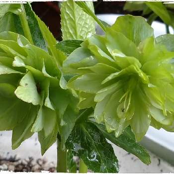 グリーンの花の投稿画像一覧 Greensnap グリーンスナップ