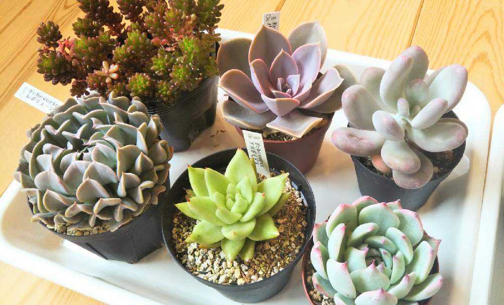 長野へ多肉狩り Greensnap グリーンスナップ