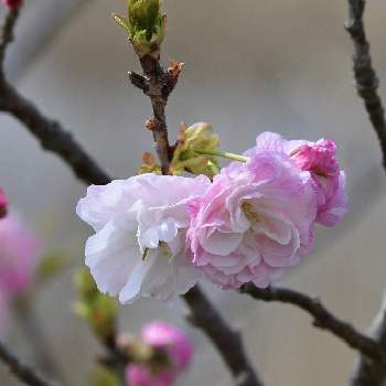 淡いピンク色の画像 by aji810061さん | 淡いピンク色と八重桜＊と春の花 ♪と公園散歩と早朝散歩