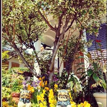 グミの木の投稿画像一覧 Greensnap グリーンスナップ