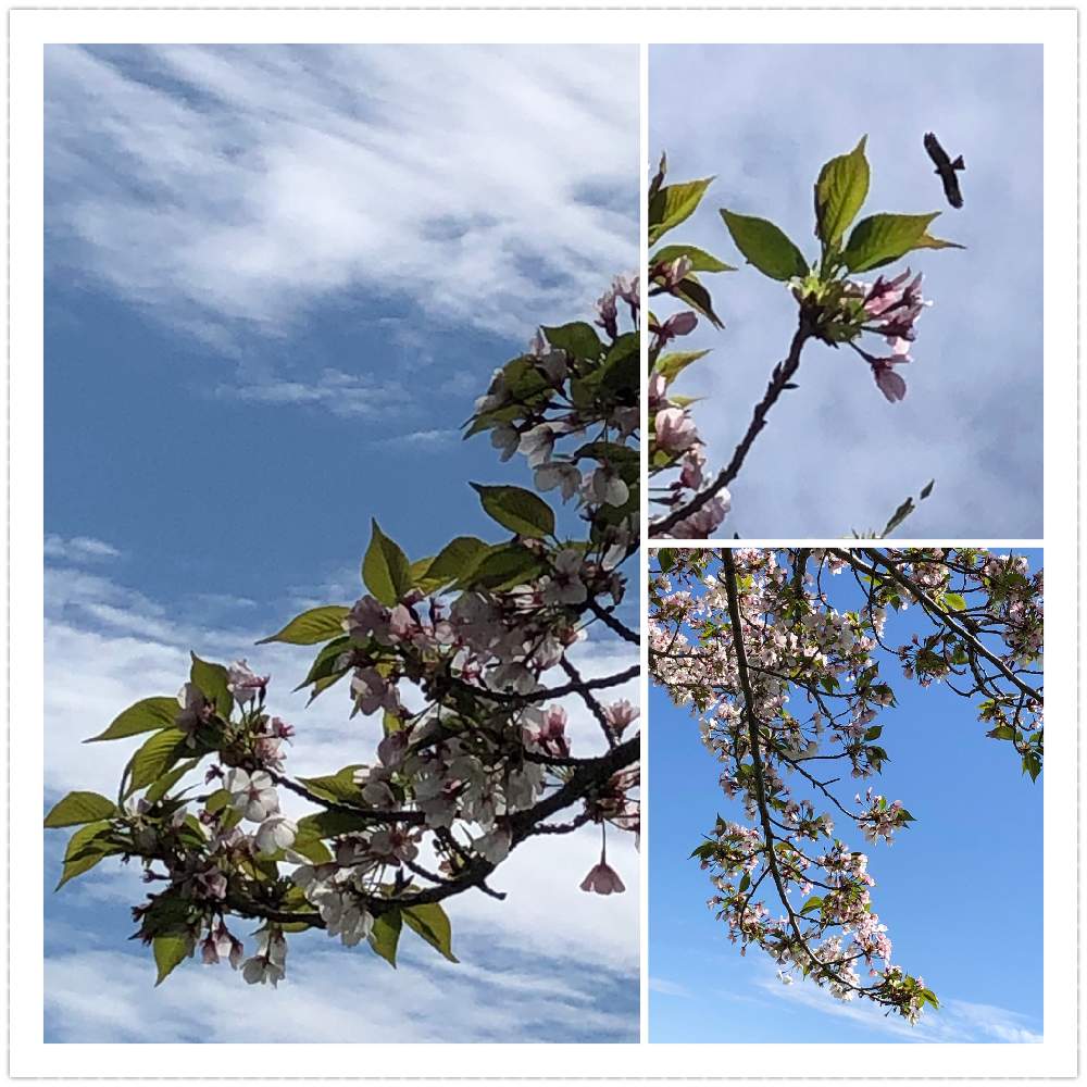 お出かけ先の画像 by ichiさん | お出かけ先とさくらとバラ科〜と葉桜（散る花びら）
