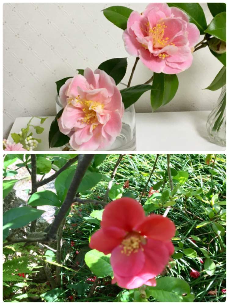椿 つばきの投稿画像 By ふーこさん お部屋と庭の花と植物とインテリアと植物と花のある暮らしとお花 21月4月5日 Greensnap グリーンスナップ 椿 つばきの投稿画像 By ふーこさん お部屋と庭の花と植物とインテリアと植物と花のある暮らしとお花 21月4月5日 Greensnap グリーンスナップ