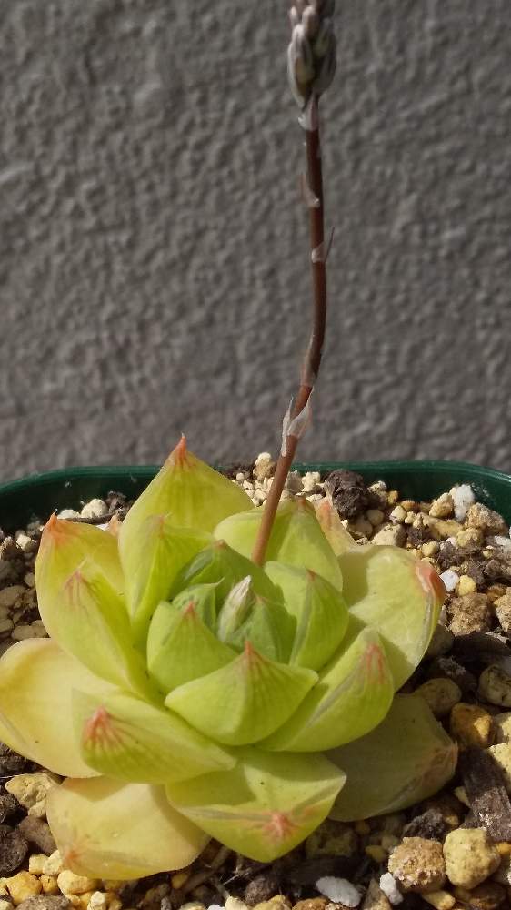 ハオルチアの投稿画像 By 柚麿さん 花芽と外管理 21月4月5日 Greensnap グリーンスナップ